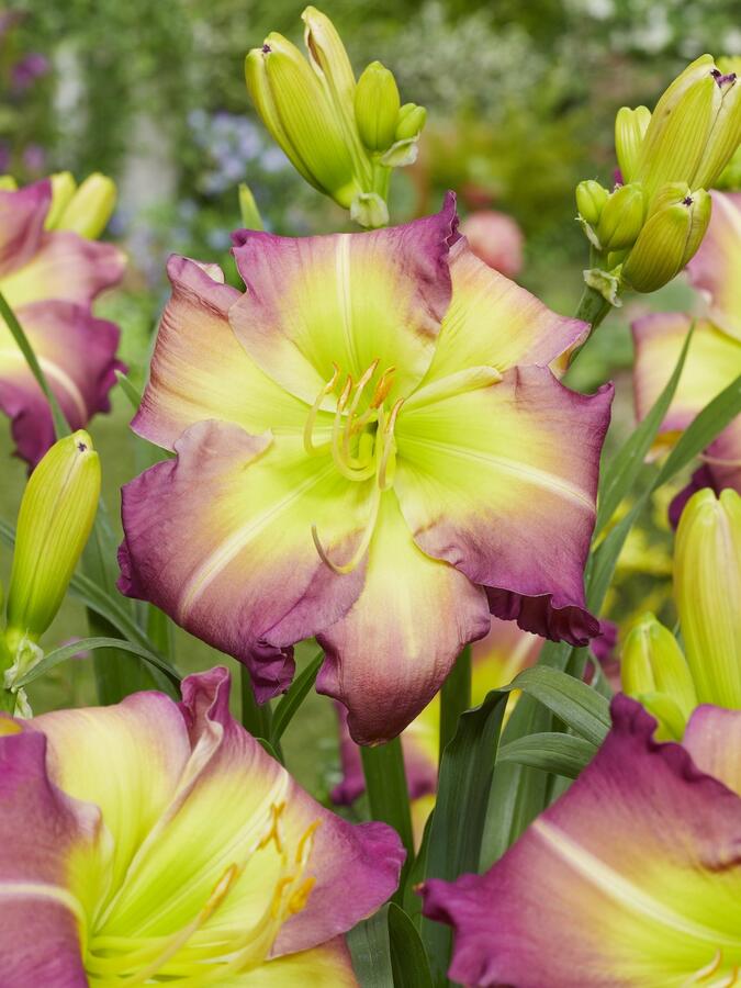 Denivka 'Regency Heights' - Hemerocallis 'Regency Heights'