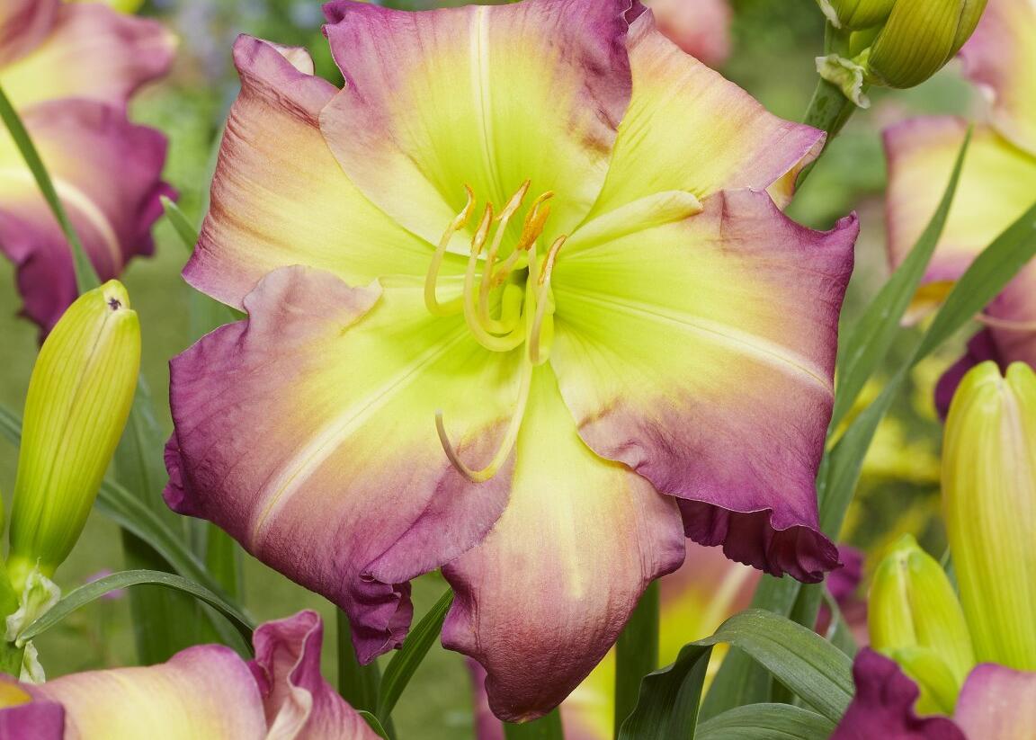 Denivka 'Regency Heights' - Hemerocallis 'Regency Heights'