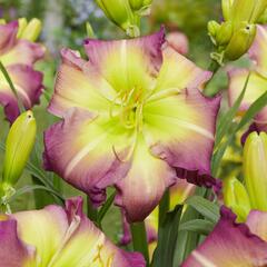 Denivka 'Regency Heights' - Hemerocallis 'Regency Heights'