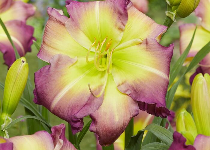 Denivka 'Regency Heights' - Hemerocallis 'Regency Heights'