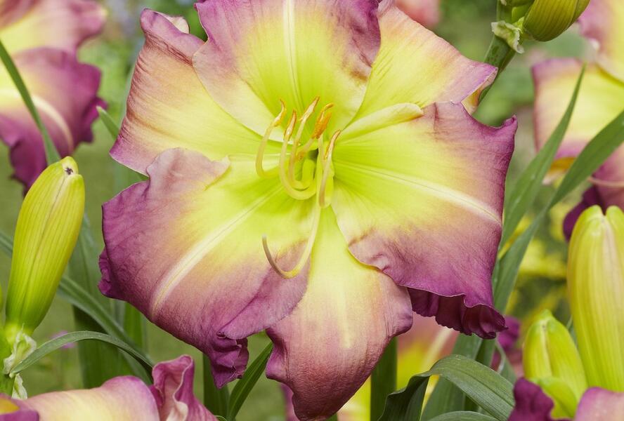 Denivka 'Regency Heights' - Hemerocallis 'Regency Heights'
