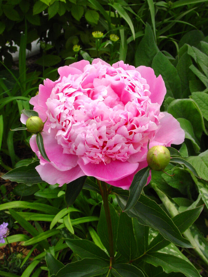 Pivoňka bělokvětá 'Monsieur Jules Elie' - Paeonia lactiflora 'Monsieur Jules Elie'