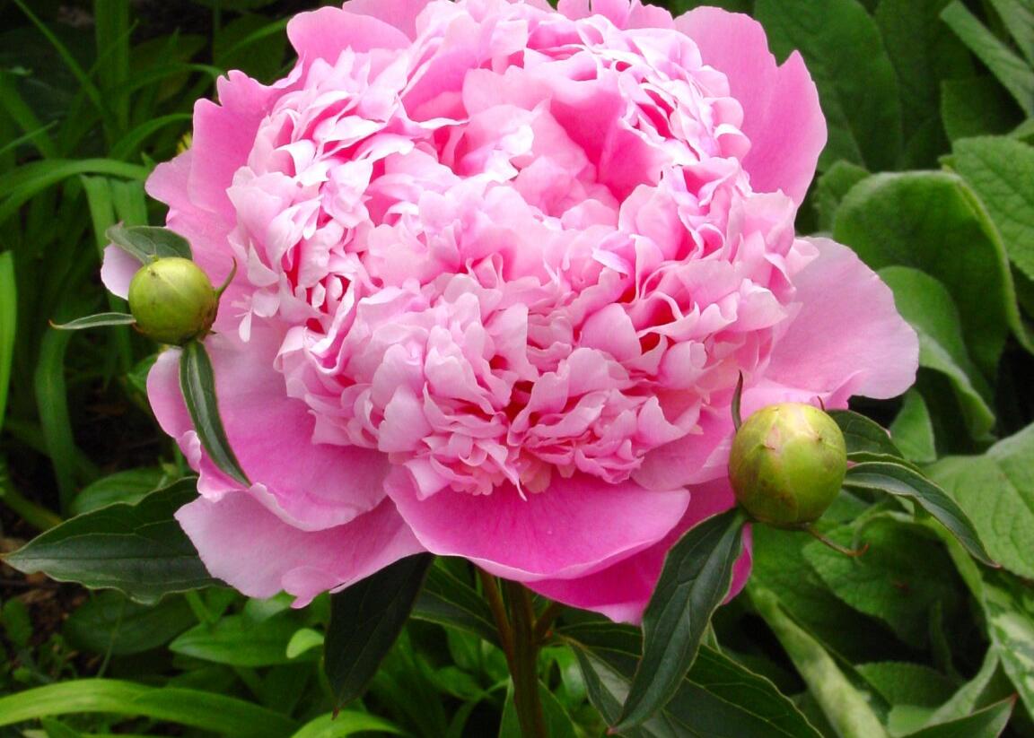 Pivoňka bělokvětá 'Monsieur Jules Elie' - Paeonia lactiflora 'Monsieur Jules Elie'