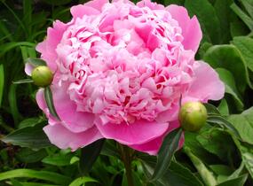 Pivoňka bělokvětá 'Monsieur Jules Elie' - Paeonia lactiflora 'Monsieur Jules Elie'