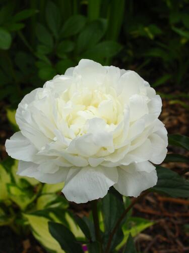 Pivoňka bělokvětá 'Snow Supreme' - Paeonia lactiflora 'Snow Supreme'