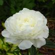Pivoňka bělokvětá 'Snow Supreme' - Paeonia lactiflora 'Snow Supreme'