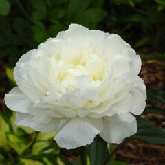 Pivoňka bělokvětá 'Snow Supreme' - Paeonia lactiflora 'Snow Supreme'