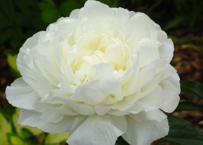 Pivoňka bělokvětá 'Snow Supreme' - Paeonia lactiflora 'Snow Supreme'