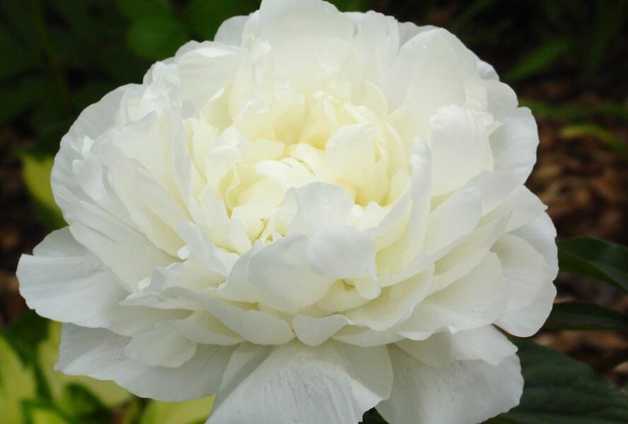 Pivoňka bělokvětá 'Snow Supreme' - Paeonia lactiflora 'Snow Supreme'