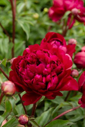 Pivoňka bělokvětá 'Peter Brand' - Paeonia lactiflora 'Peter Brand'