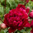 Pivoňka bělokvětá 'Peter Brand' - Paeonia lactiflora 'Peter Brand'