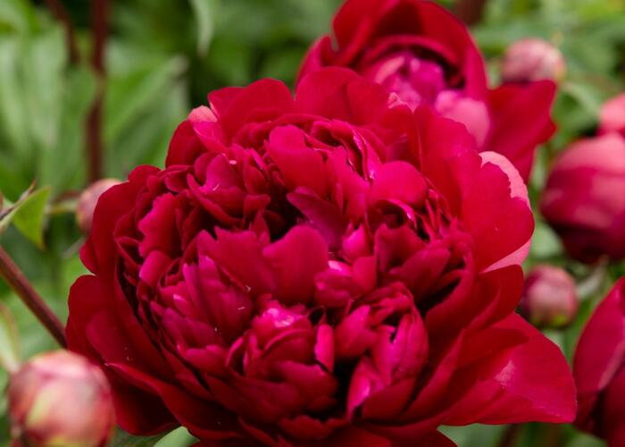 Pivoňka bělokvětá 'Peter Brand' - Paeonia lactiflora 'Peter Brand'