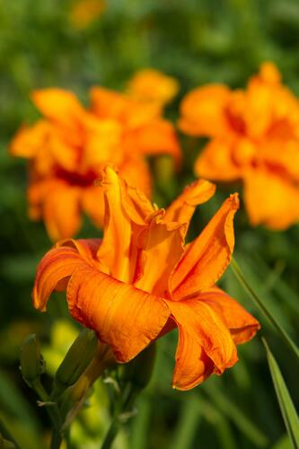 Denivka 'Bandolero' - Hemerocallis 'Bandolero'