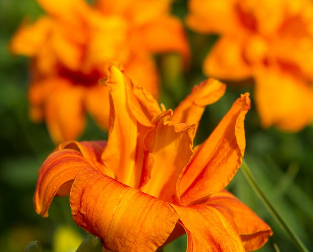 Denivka 'Bandolero' - Hemerocallis 'Bandolero'