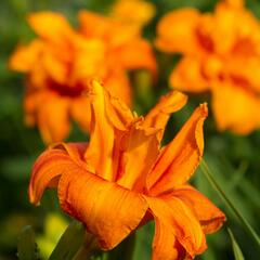 Denivka 'Bandolero' - Hemerocallis 'Bandolero'