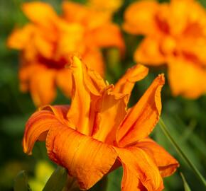 Denivka 'Bandolero' - Hemerocallis 'Bandolero'