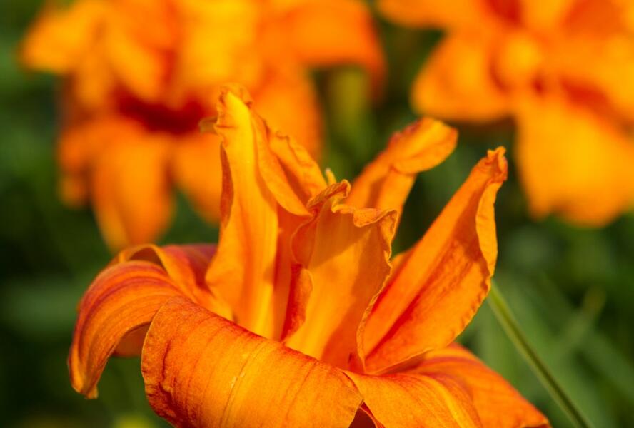 Denivka 'Bandolero' - Hemerocallis 'Bandolero'