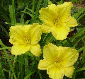 Denivka 'Big Time Happy' - Hemerocallis 'Big Time Happy'