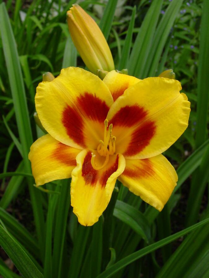 Denivka 'Black Eyed Susan' - Hemerocallis 'Black Eyed Susan'