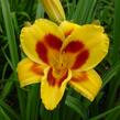 Denivka 'Black Eyed Susan' - Hemerocallis 'Black Eyed Susan'