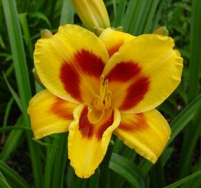 Denivka 'Black Eyed Susan' - Hemerocallis 'Black Eyed Susan'