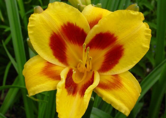 Denivka 'Black Eyed Susan' - Hemerocallis 'Black Eyed Susan'