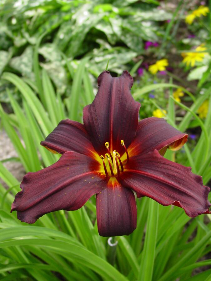 Denivka 'Black Emanuelle' - Hemerocallis 'Black Emanuelle'