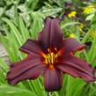 Denivka 'Black Emanuelle' - Hemerocallis 'Black Emanuelle'