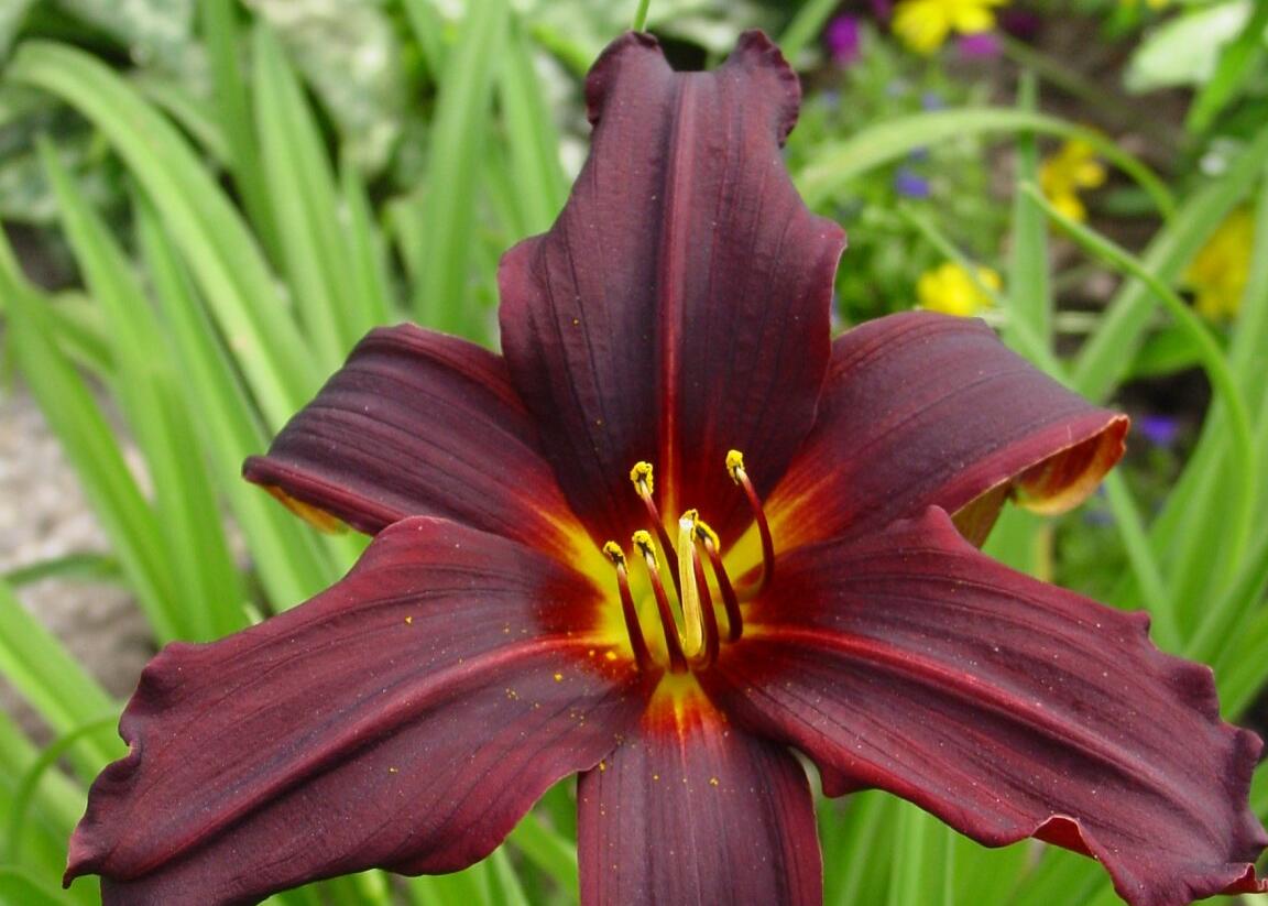 Denivka 'Black Emanuelle' - Hemerocallis 'Black Emanuelle'