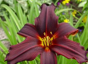 Denivka 'Black Emanuelle' - Hemerocallis 'Black Emanuelle'