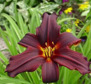 Denivka 'Black Emanuelle' - Hemerocallis 'Black Emanuelle'