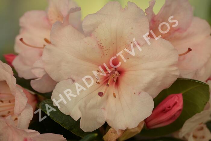 Pěnišník 'Virginia Richards' - Rhododendron (T) 'Virginia Richards'