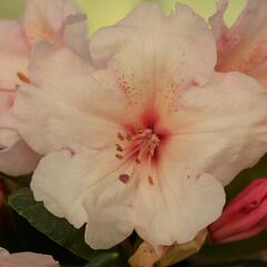 Pěnišník 'Virginia Richards' - Rhododendron (T) 'Virginia Richards'