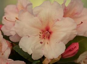 Pěnišník 'Virginia Richards' - Rhododendron (T) 'Virginia Richards'
