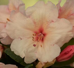 Pěnišník 'Virginia Richards' - Rhododendron (T) 'Virginia Richards'