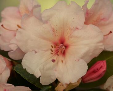 Pěnišník 'Virginia Richards'