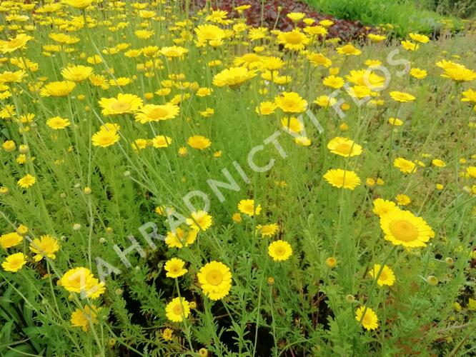 Rmen barvířský 'Kelwayi' - Anthemis tinctoria 'Kelwayi'