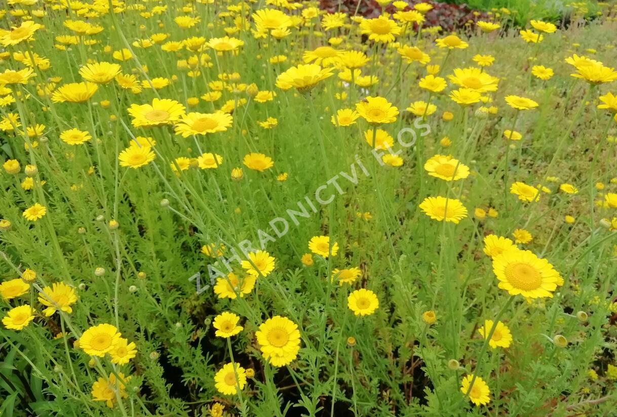 Rmen barvířský 'Kelwayi' - Anthemis tinctoria 'Kelwayi'