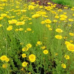 Rmen barvířský 'Kelwayi' - Anthemis tinctoria 'Kelwayi'