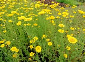 Rmen barvířský 'Kelwayi' - Anthemis tinctoria 'Kelwayi'