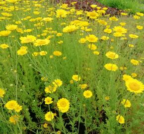 Rmen barvířský 'Kelwayi' - Anthemis tinctoria 'Kelwayi'