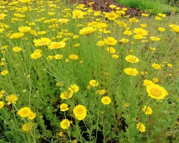 Rmen barvířský 'Kelwayi'