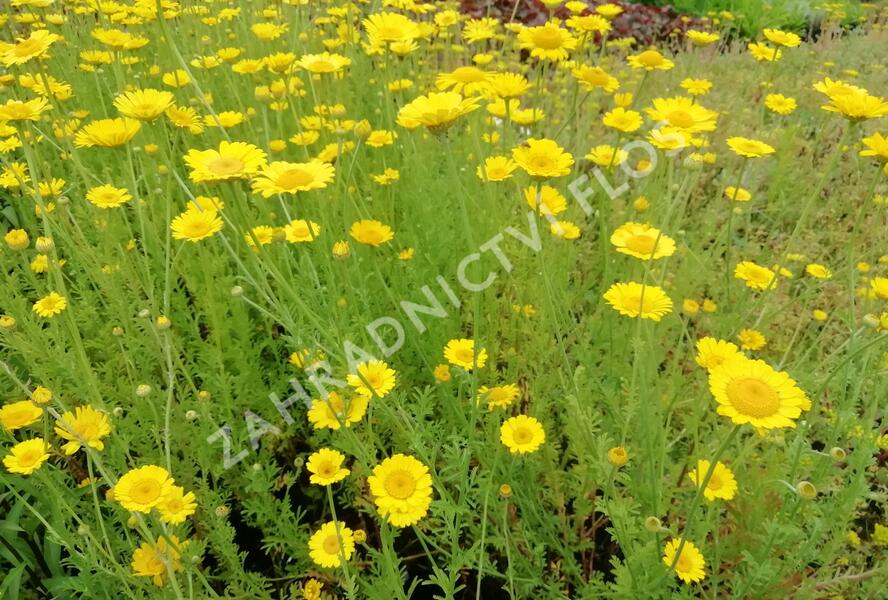 Rmen barvířský 'Kelwayi' - Anthemis tinctoria 'Kelwayi'