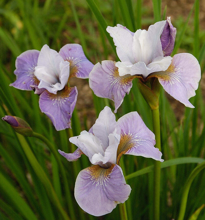 Kosatec sibiřský 'Pleasures of May' - Iris sibirica 'Pleasures of May'