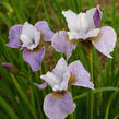 Kosatec sibiřský 'Pleasures of May' - Iris sibirica 'Pleasures of May'