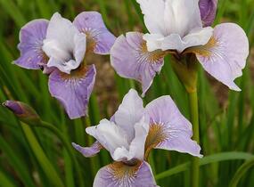 Kosatec sibiřský 'Pleasures of May' - Iris sibirica 'Pleasures of May'
