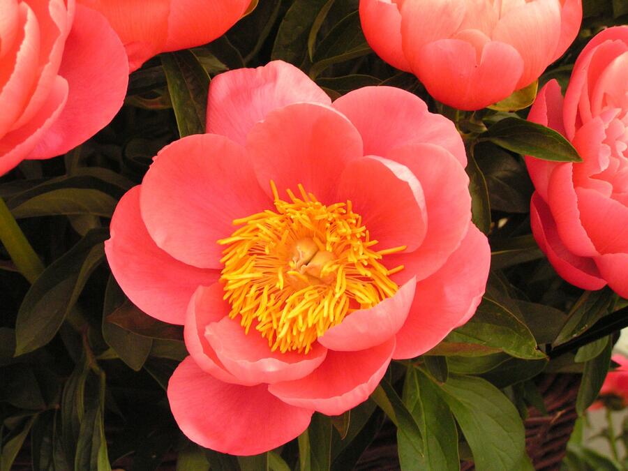 Pivoňka bělokvětá 'Coral Sunset' - Paeonia lactiflora 'Coral Sunset'