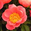 Pivoňka bělokvětá 'Coral Sunset' - Paeonia lactiflora 'Coral Sunset'