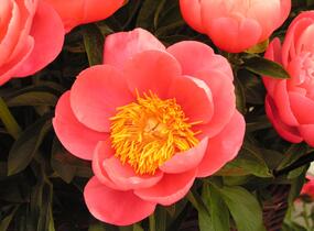 Pivoňka bělokvětá 'Coral Sunset' - Paeonia lactiflora 'Coral Sunset'
