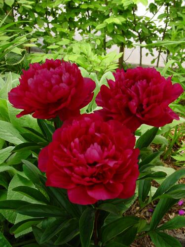 Pivoňka bělokvětá 'Red Magic' - Paeonia lactiflora 'Red Magic'
